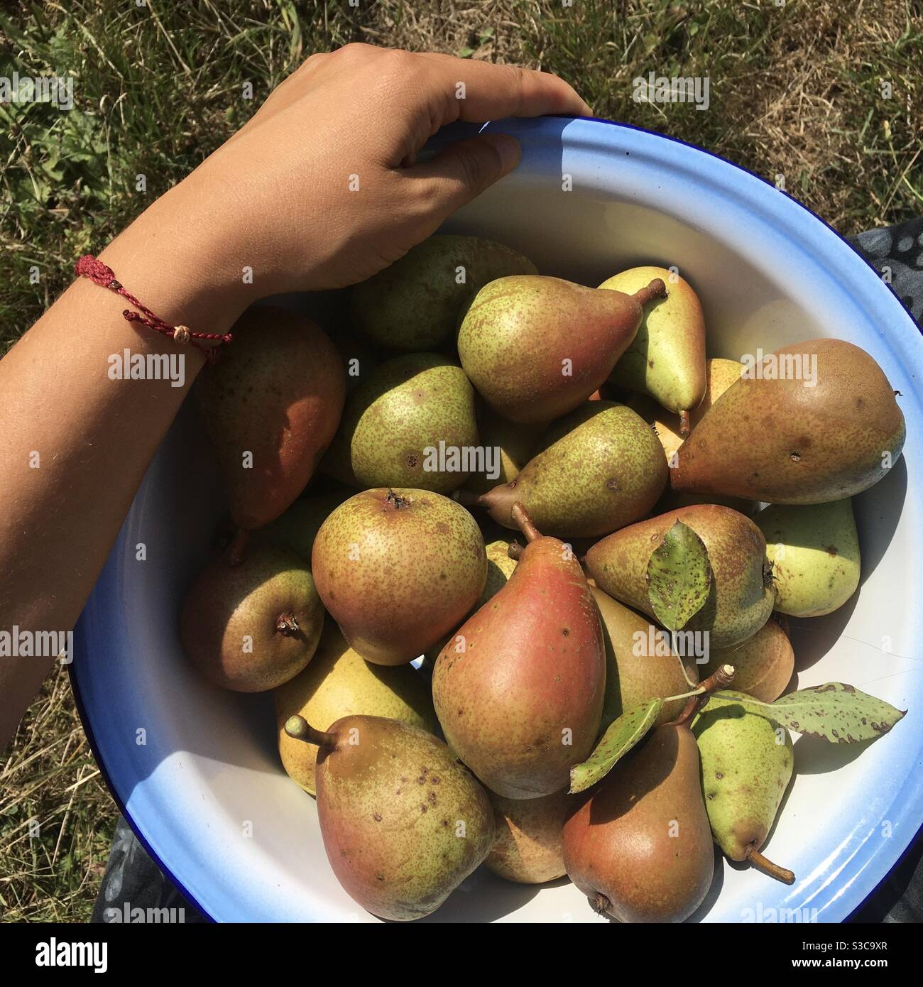 Raccolto di pere - Immagine stock catturata con smartphone