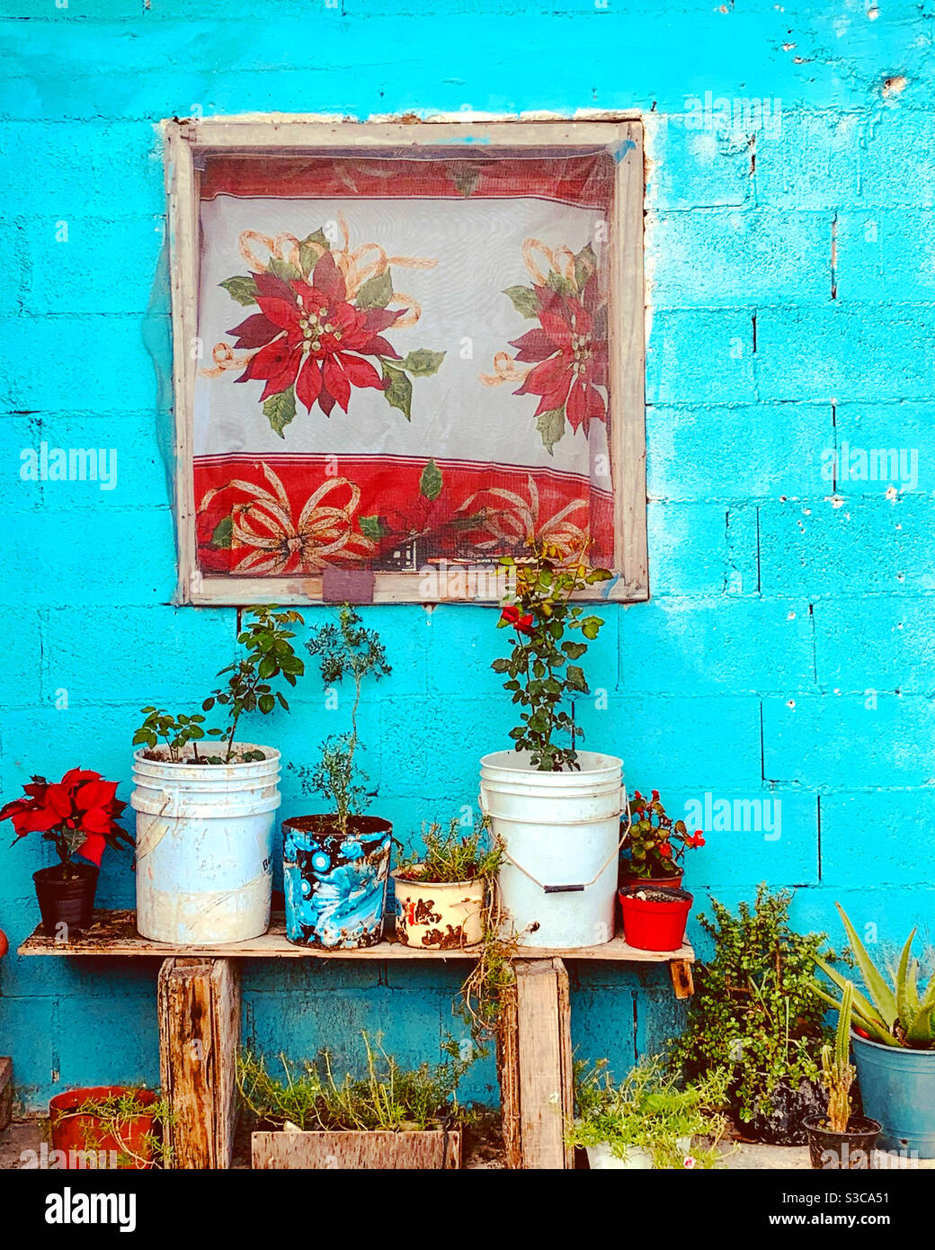 Piante e decorazioni di Natale di fronte a casa modesta in Messico Foto Stock