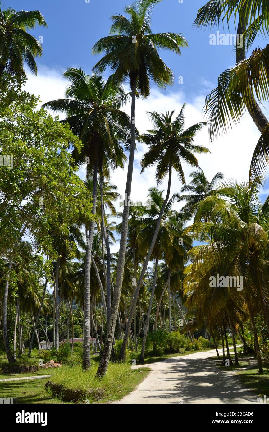 Palme lussureggianti ed esotiche con un percorso a piedi attraverso Alberi sull'isola di lusso di la Digue nel Seychelles Foto Stock