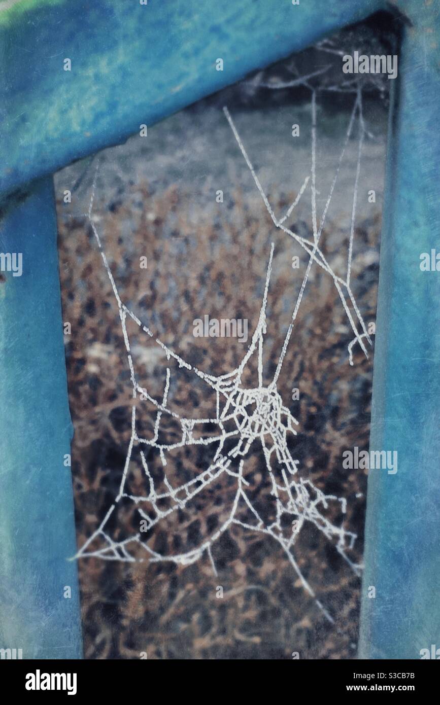 Bianco gelo invernale sulla rete di un ragno su metallo blu ringhiere Foto Stock