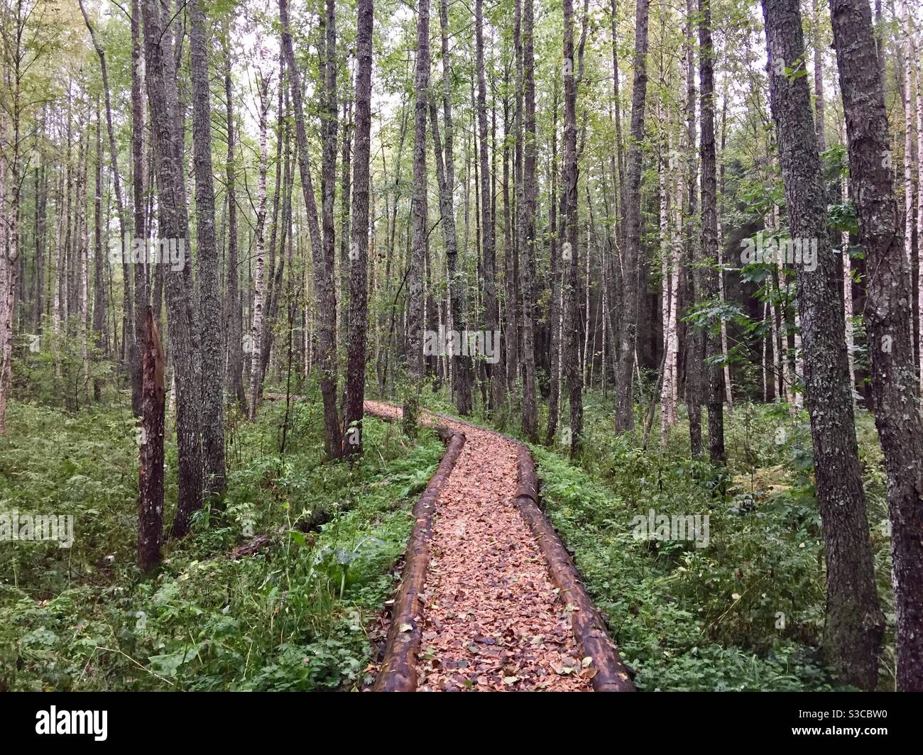 Corteccia all'interno della foresta nel Parco Nazionale di Soomaa, Estonia Foto Stock