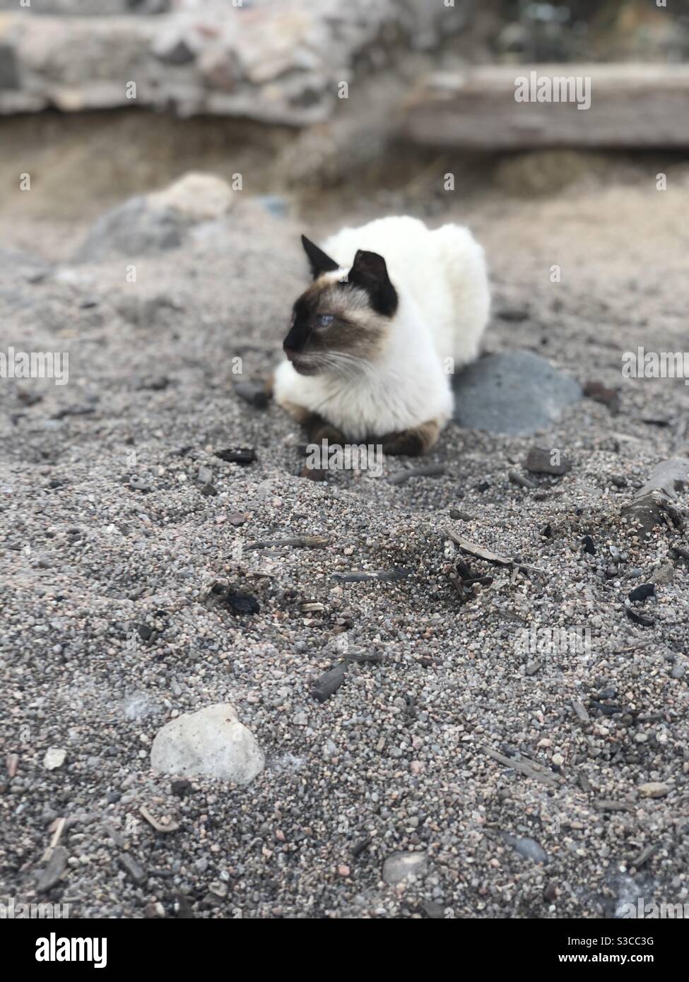 Gatto guardando a sinistra sdraiato sulla sabbia Foto Stock