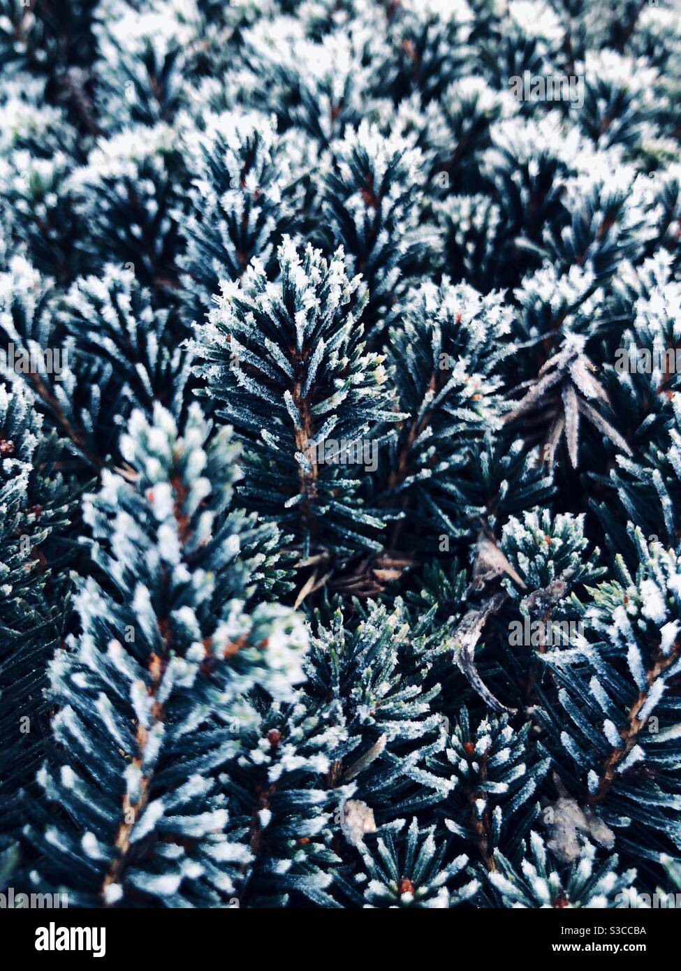 Sfondo freddo e gelido della natura con ghiaccio aggrappato ad a. impianto hardy con spazio di copia Foto Stock