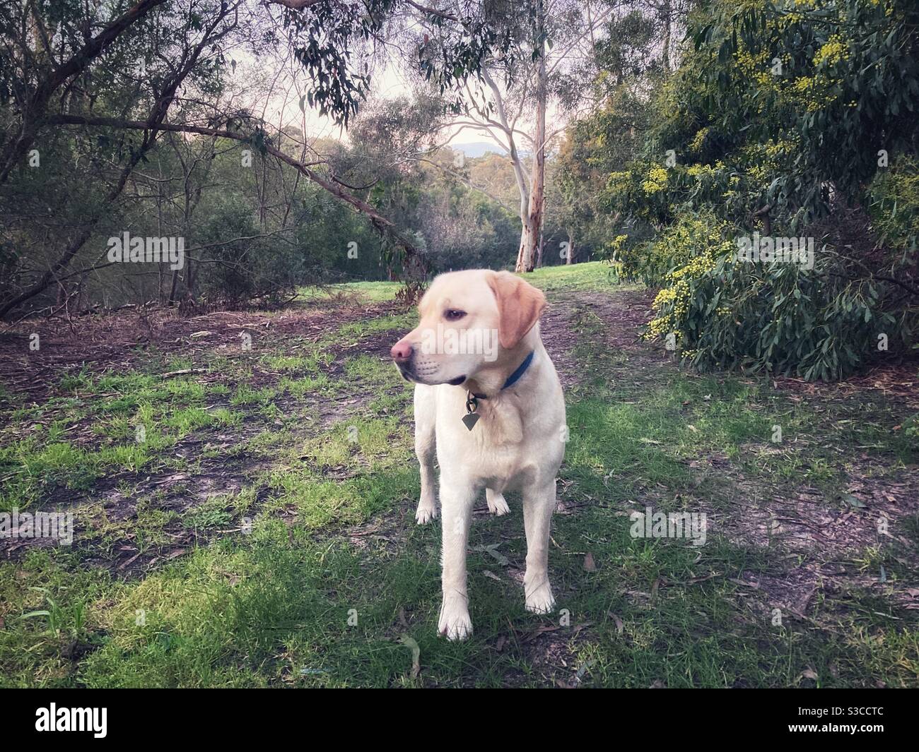 Fotocamera Labrador giallo pallido in ambiente naturale. Foto Stock