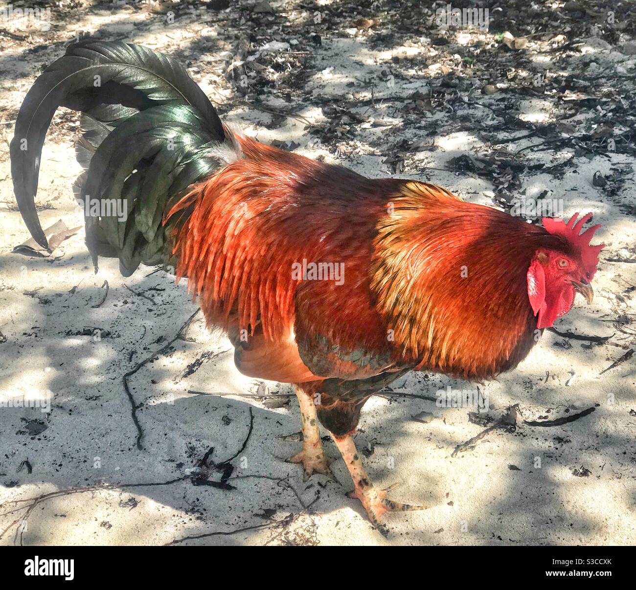 Clyde il cockerel su Green Island ad Antigua Foto Stock