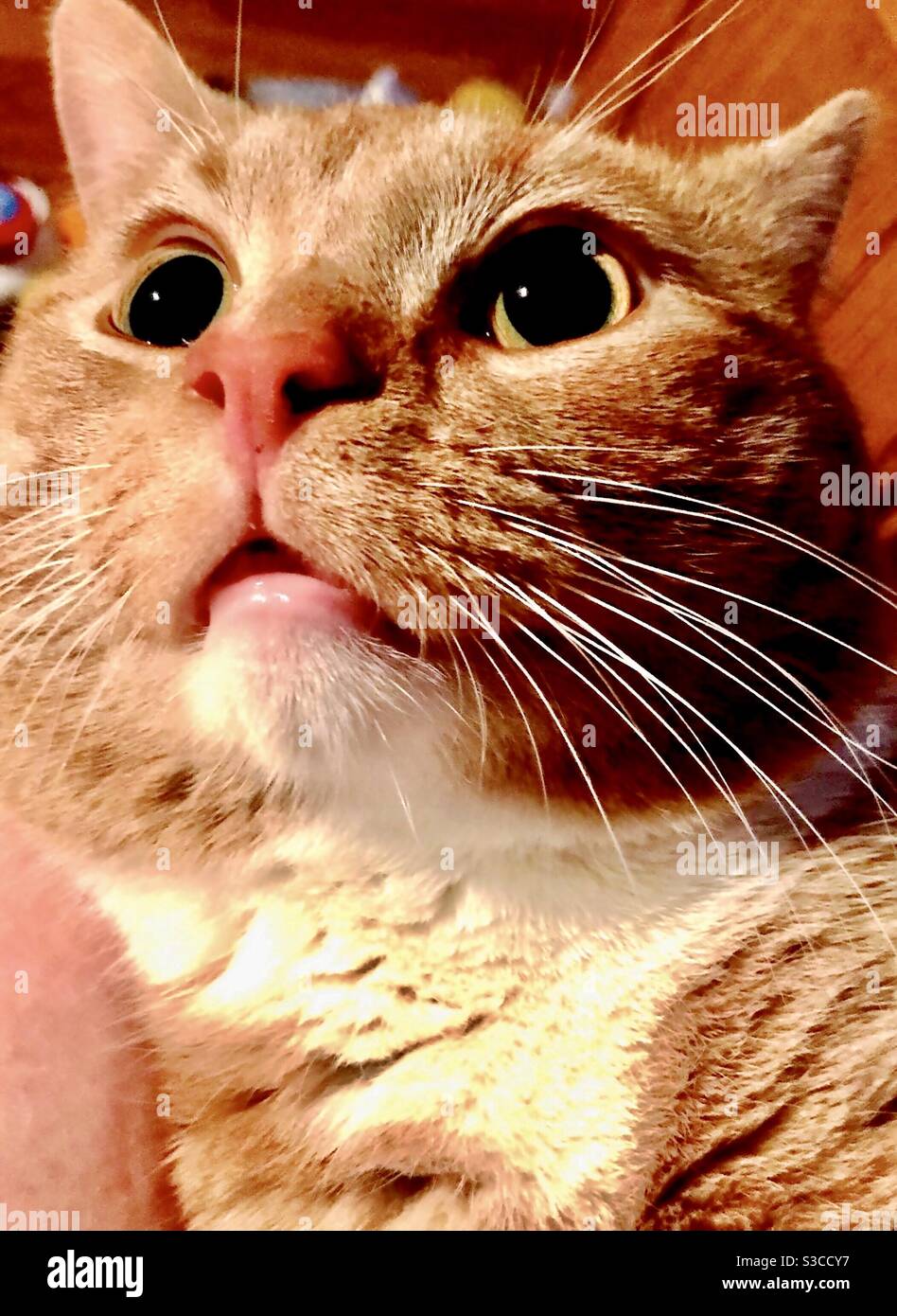 Closeup ritratto di bel gatto tabby maschio arancione e bianco con gli occhi dorati o ambra, gattino di salvataggio neutro Foto Stock