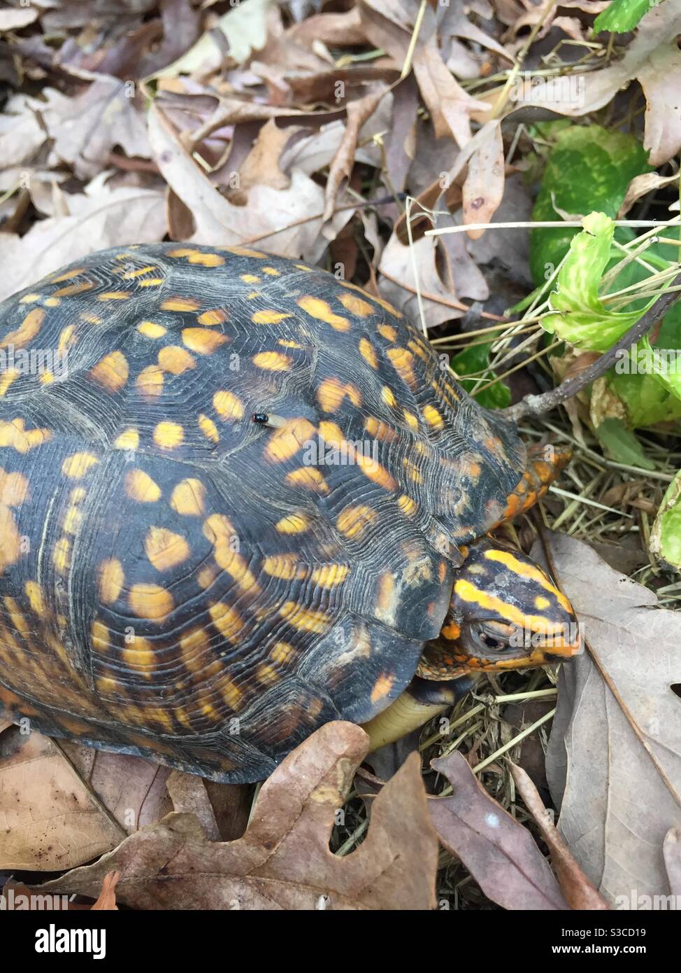 Una tartaruga della scatola orientale nell'erba. - Immagine stock catturata con smartphone