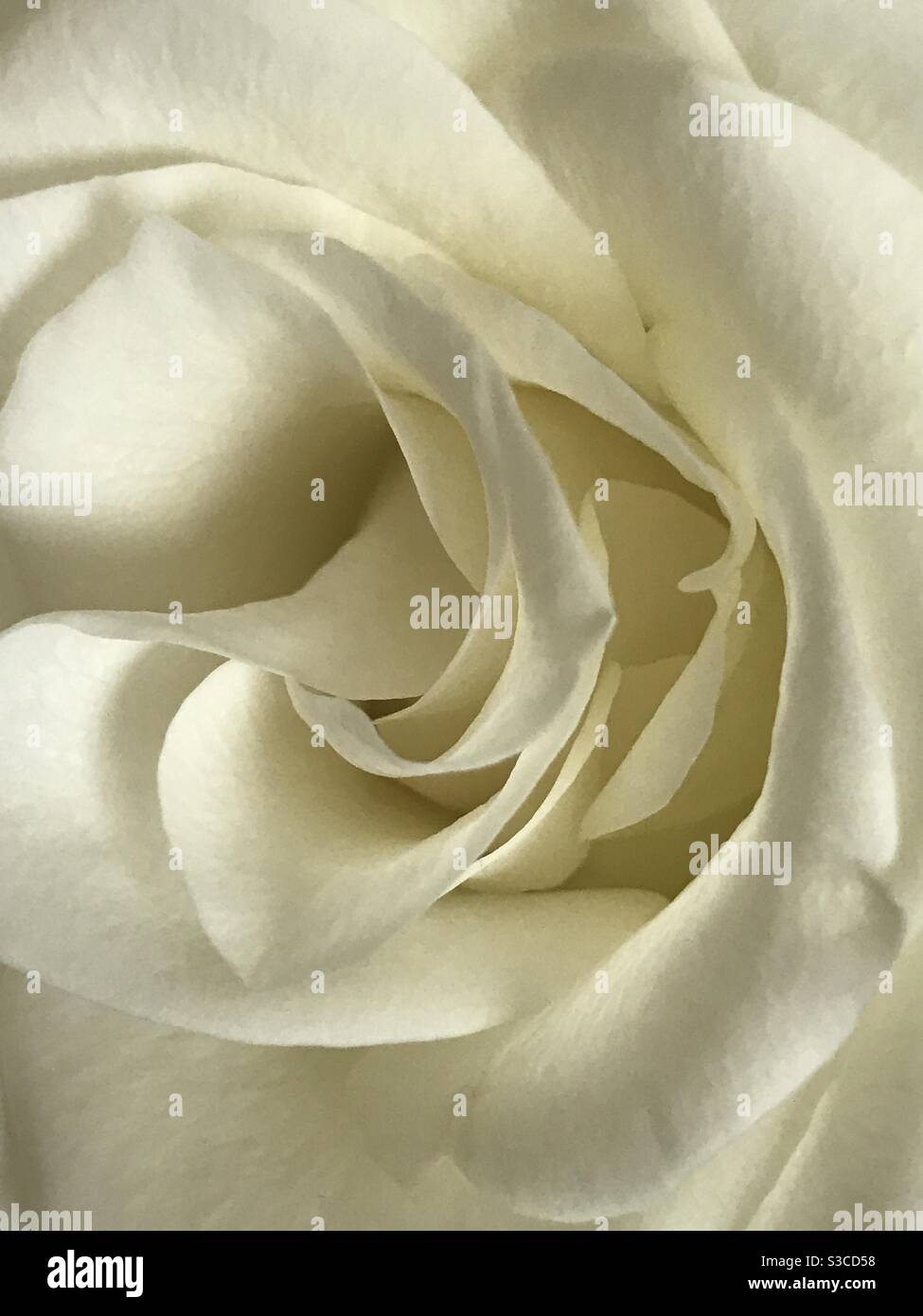 Close up White Rose fiore - Immagine stock catturata con smartphone