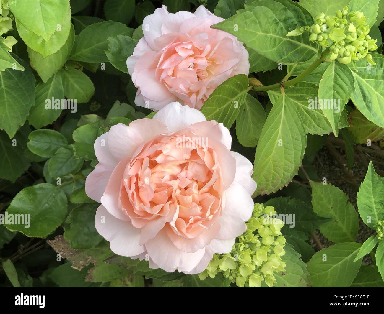 Lady Gardener rose Foto Stock