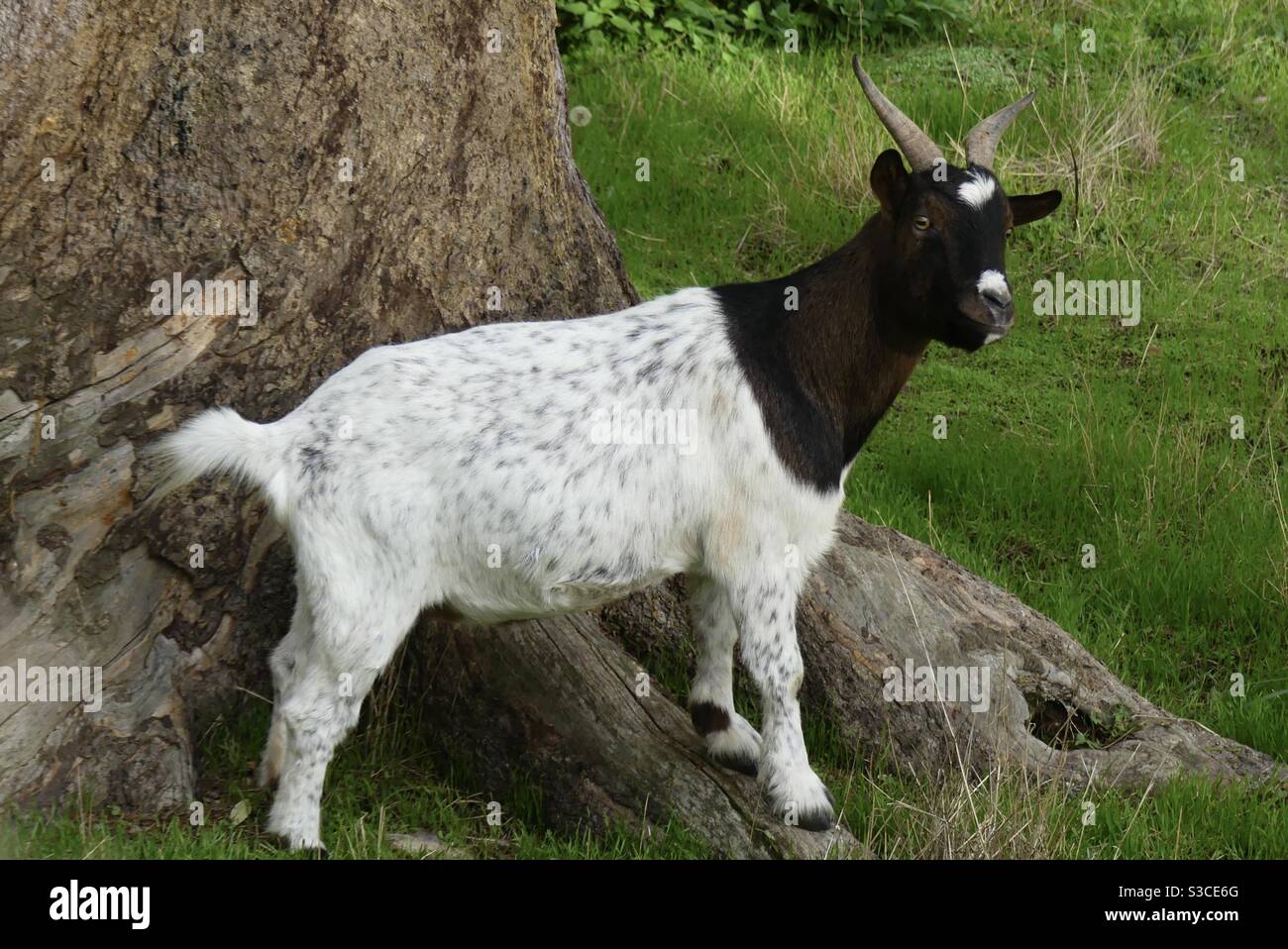 Capra in un prato in Francia - Immagine stock catturata con smartphone