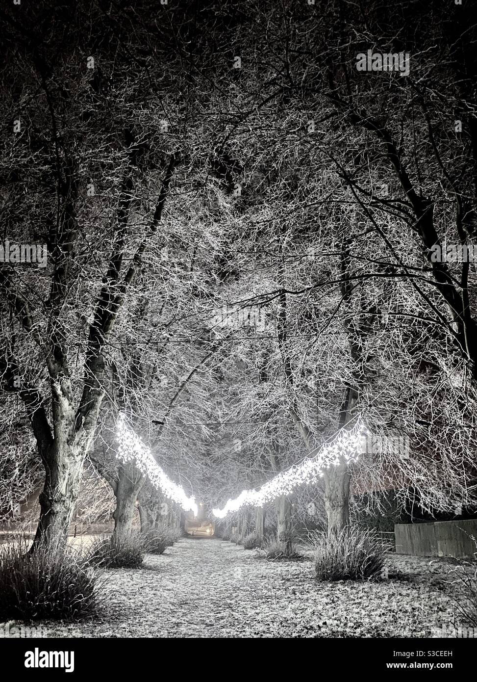 Gelo invernale e luci Foto Stock