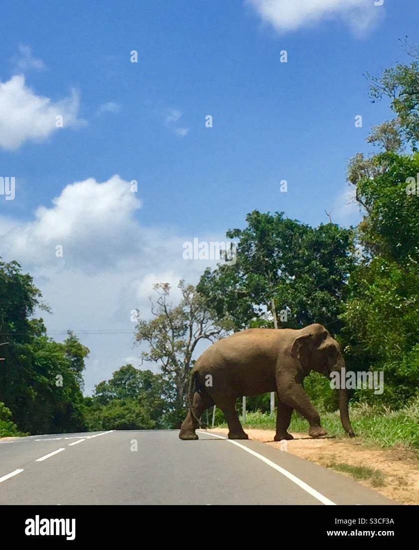 Elefante che attraversa la strada in Sri Lanka Foto Stock