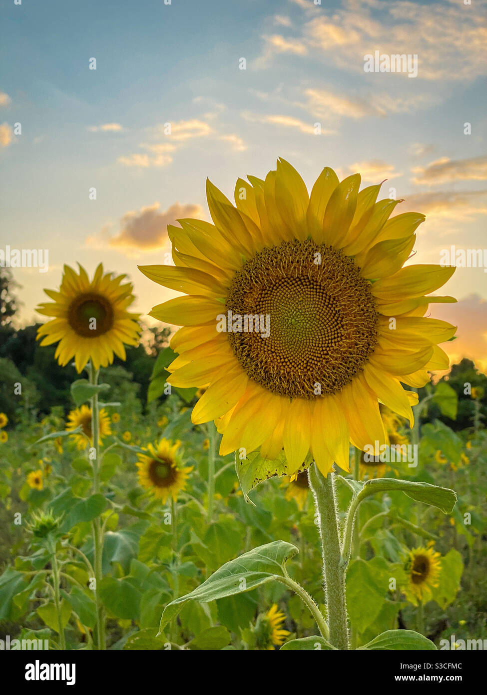 Girasoli in un campo vicino al tramonto. Foto Stock