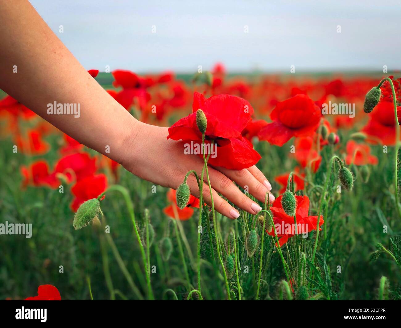 La mano della donna tocca un papavero in fiore Foto Stock