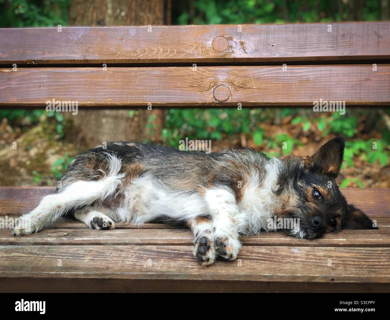 Cucciolo carino sdraiato su una panchina Foto Stock