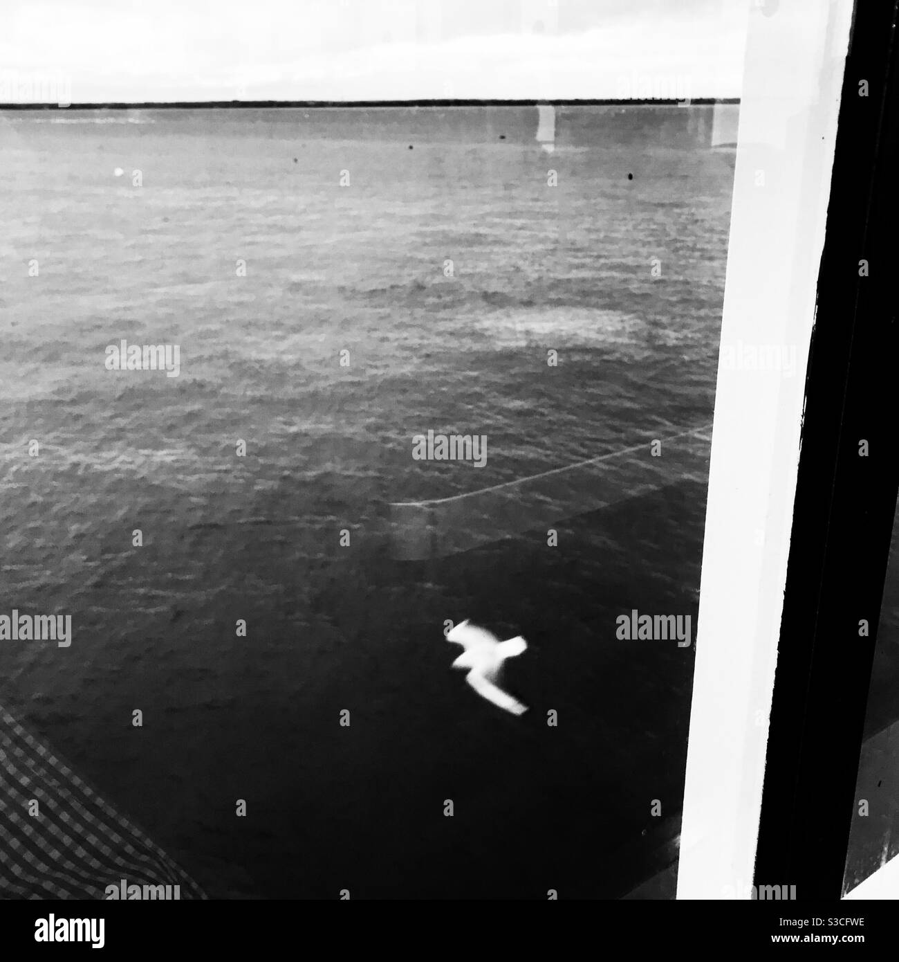 Guarda il gabbiano in volo attraverso la finestra della nave dall'alto mare Foto Stock