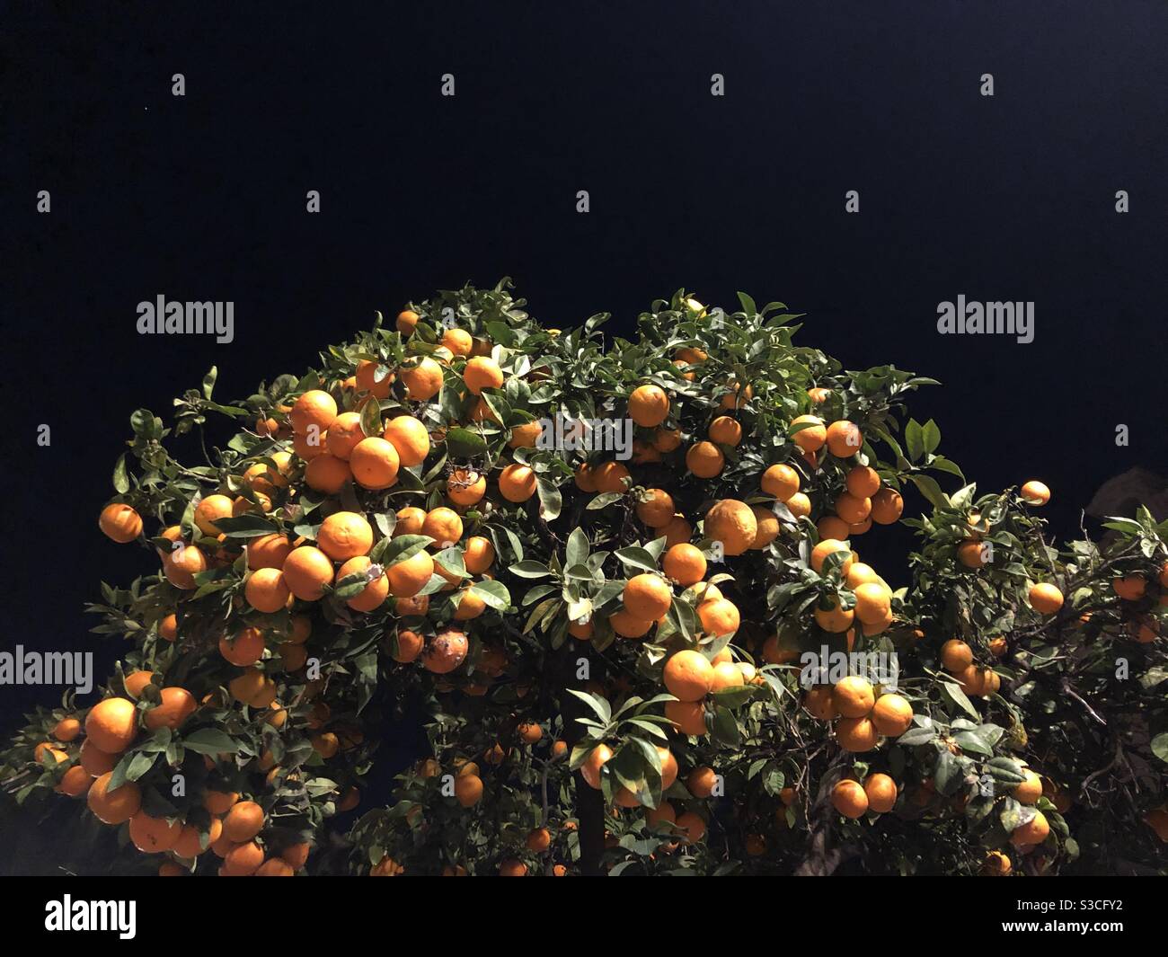 Albero arancione su sfondo nero Foto Stock