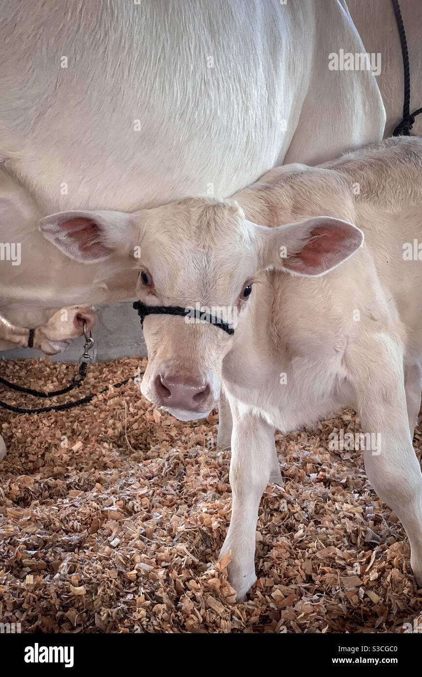 Baby mucca bianca guardando la macchina fotografica mentre si sta accanto a sua madre durante la fiera locale paese. Foto Stock