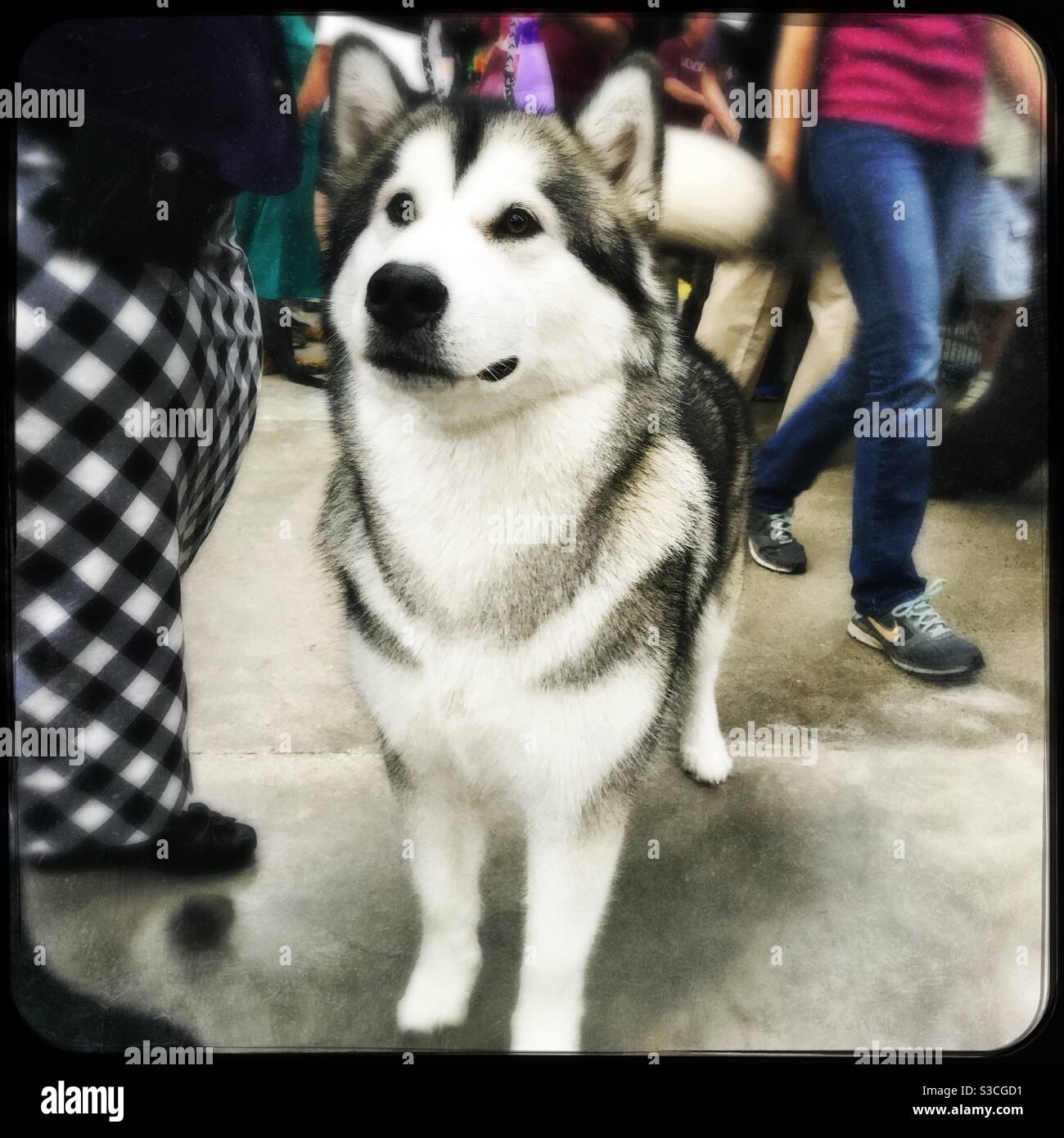 Purebred Alaskan Malamute a uno spettacolo di cani locali Foto Stock