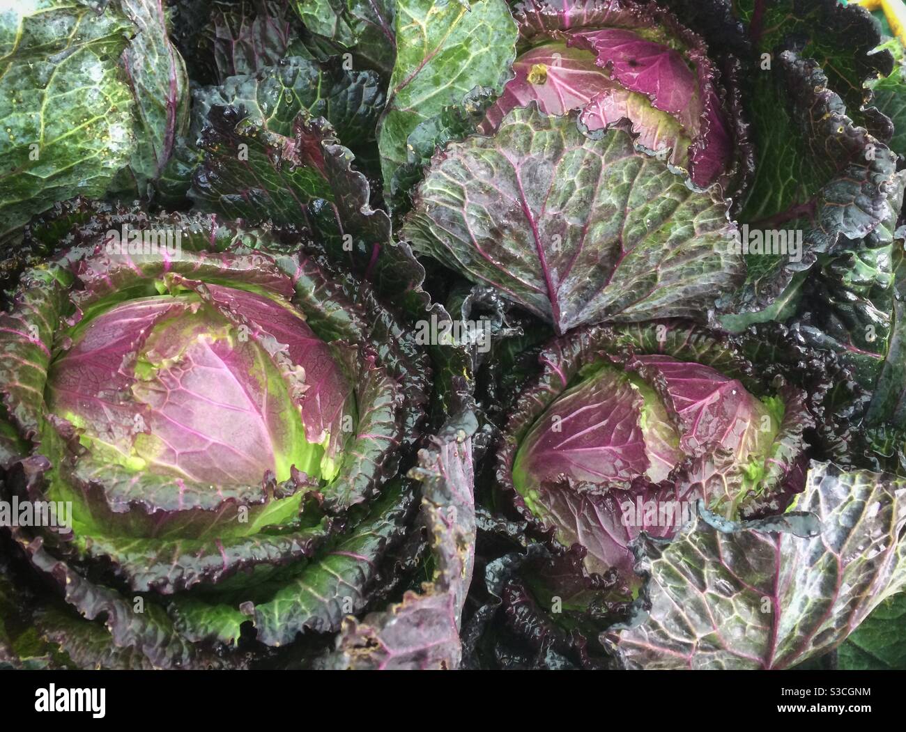 Cavoli Bio Savoy appena raccolti Foto Stock