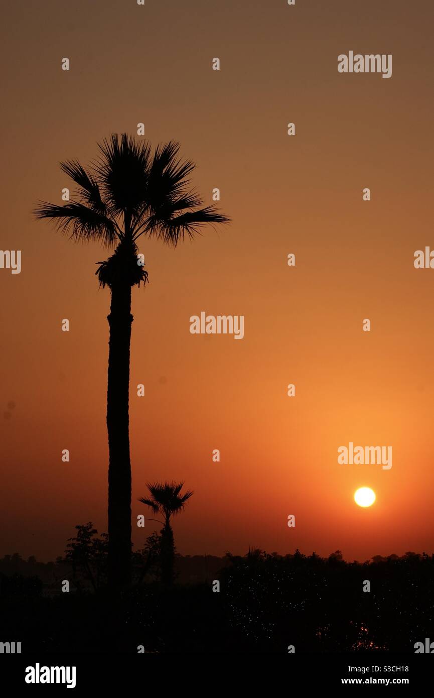 Bella rosa arancio e cielo di pesca al tramonto con la silhouette di due palme in estate bagna sopra il fiume Nilo, Luxor, Egitto, Africa Foto Stock