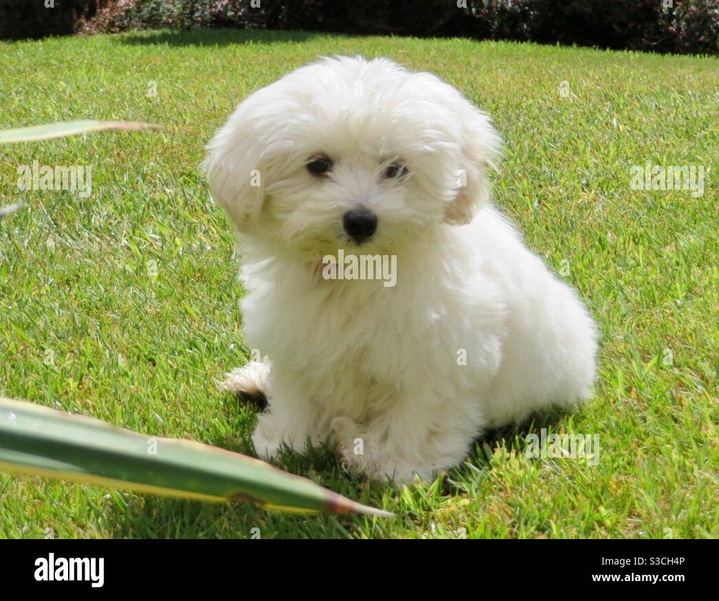 Soffice cucciolo di maltipoo in giardino Foto Stock