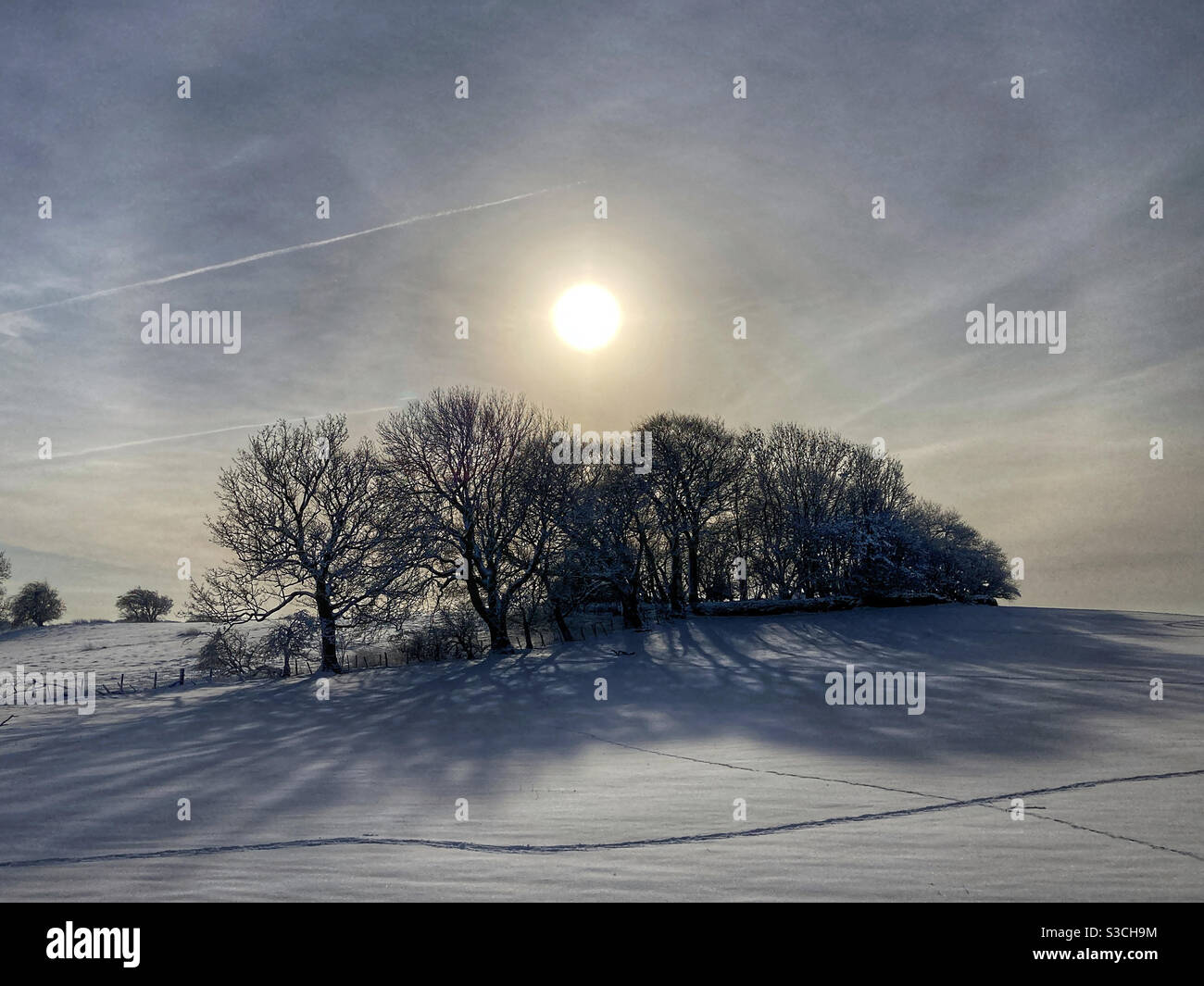 Alberi in inverno West Carlton West Yorkshire - Immagine stock catturata con smartphone