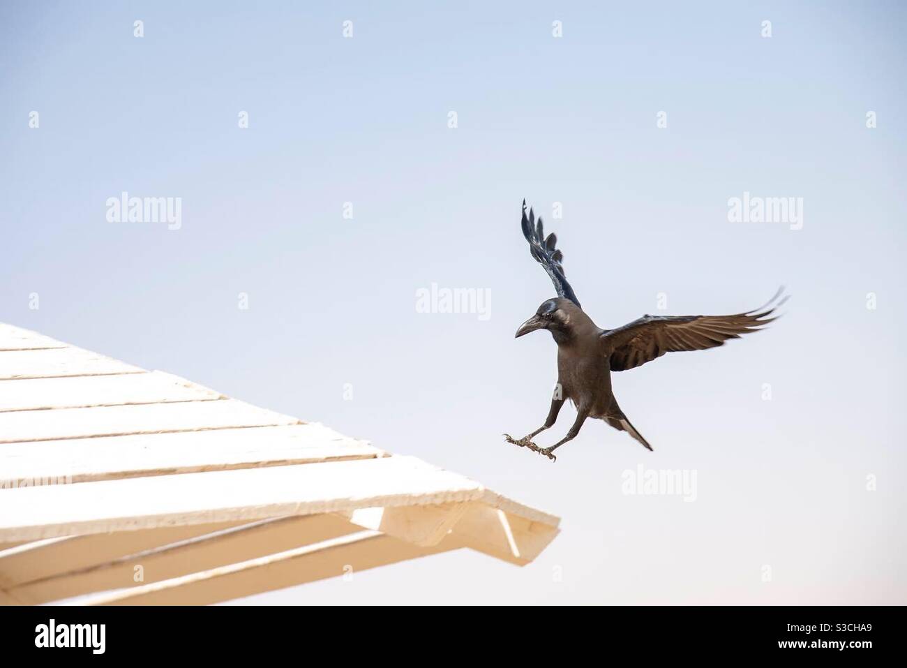 Un atterraggio di corvo su un ombrello di legno bianco - Immagine stock catturata con smartphone