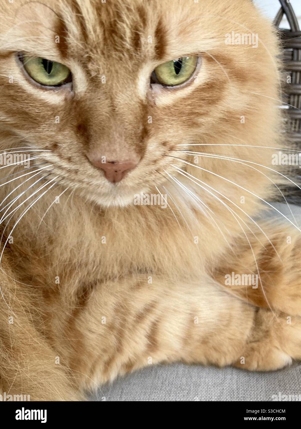 Faccia di gatto arancione grande Foto Stock
