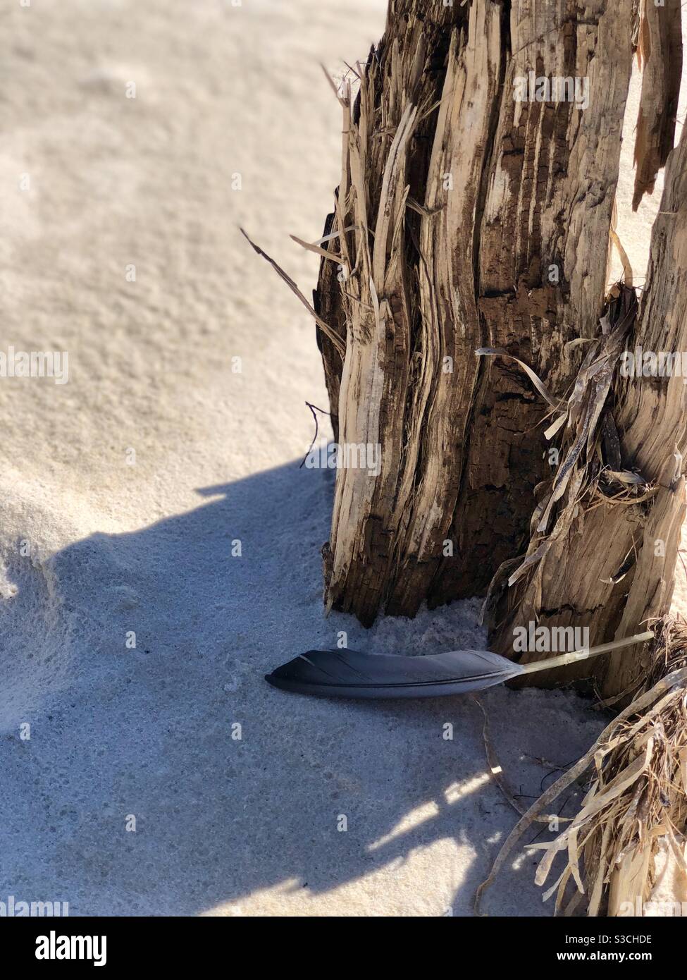Albero di cedro di Driftwood sepolto in sabbia ed esposto a basso marea con la grande piuma d'uccello in ombra il giorno di sole Al suono di Pensacola Foto Stock