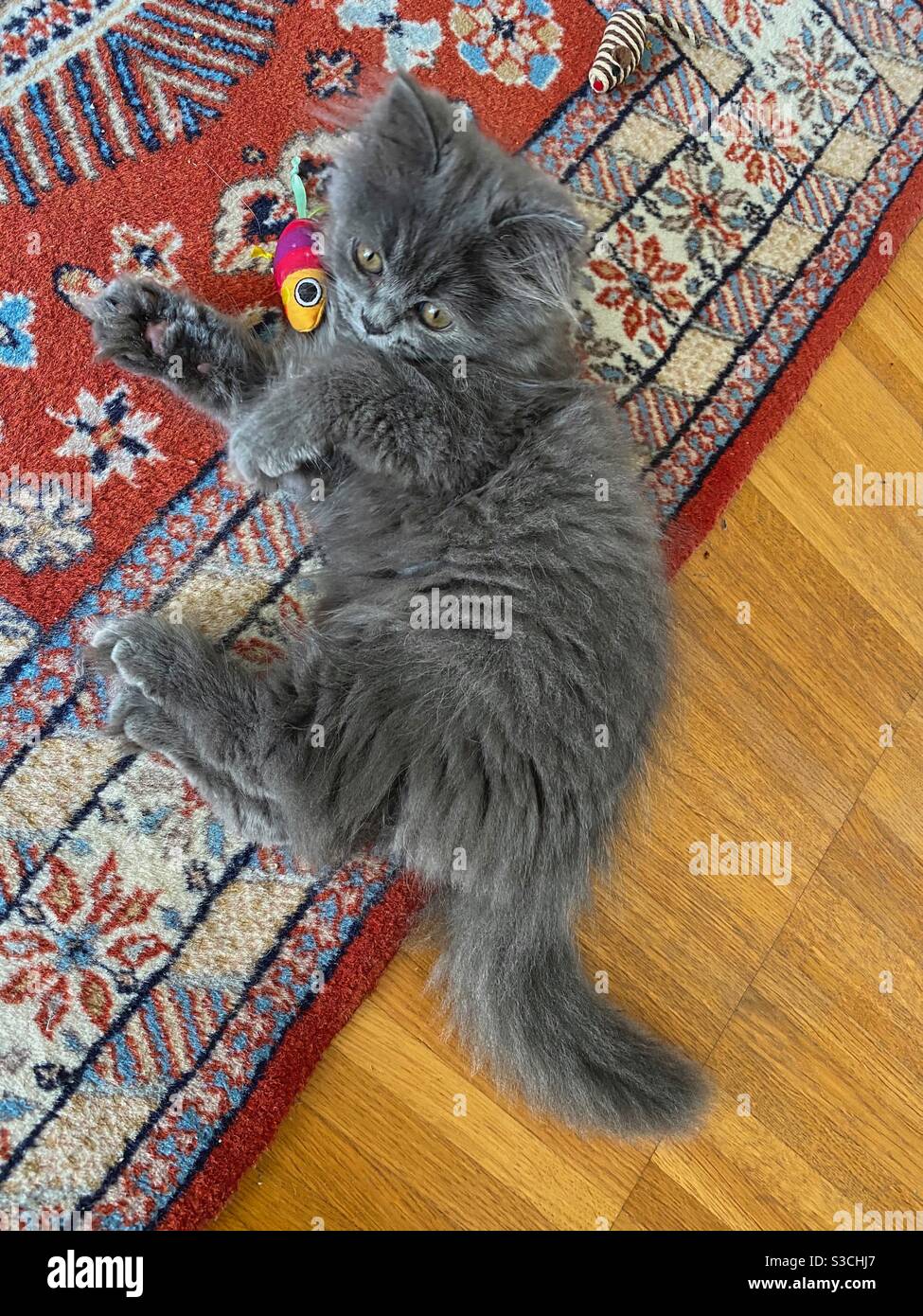Gattino persiano blu di 3 mesi che gioca con pesci giocattolo e mouse giocattolo su un tappeto di lana. - Immagine stock catturata con smartphone