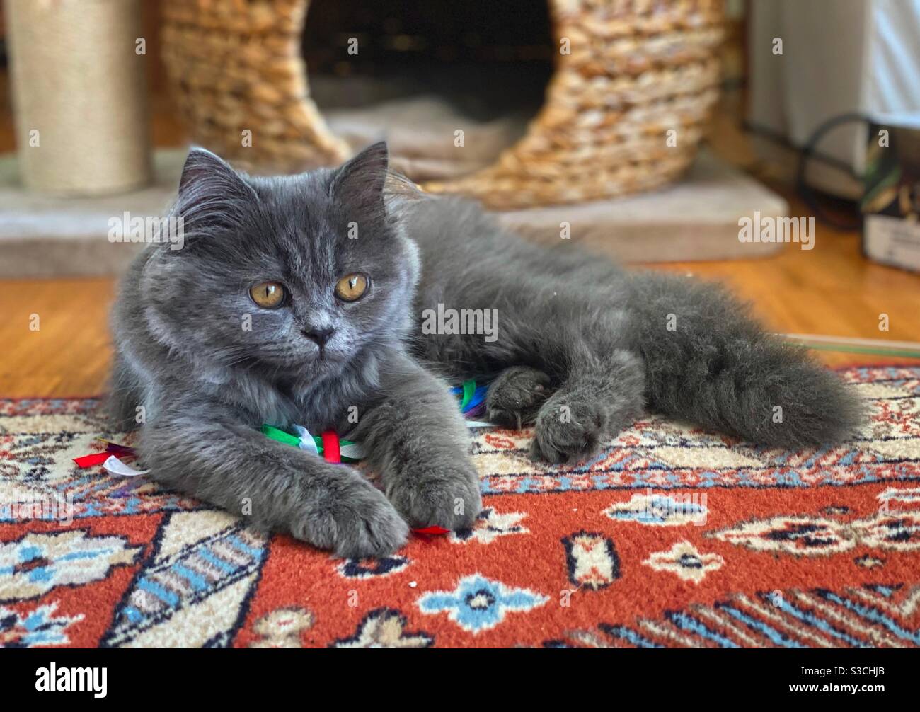 Gattino persiano blu di 4 mesi adagiato su un tappeto colorato con un giocattolo a nastro. - Immagine stock catturata con smartphone