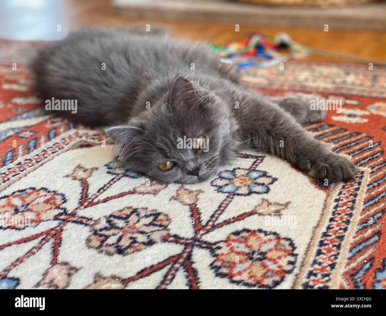 Gattino persiano blu di 4 mesi adagiato su un tappeto di lana con motivi floreali. - Immagine stock catturata con smartphone