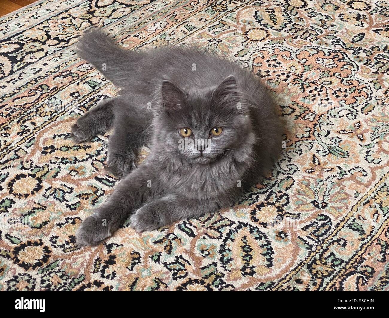 Gattino persiano blu di 4 mesi adagiato su un tappeto di seta con motivi floreali. Foto Stock