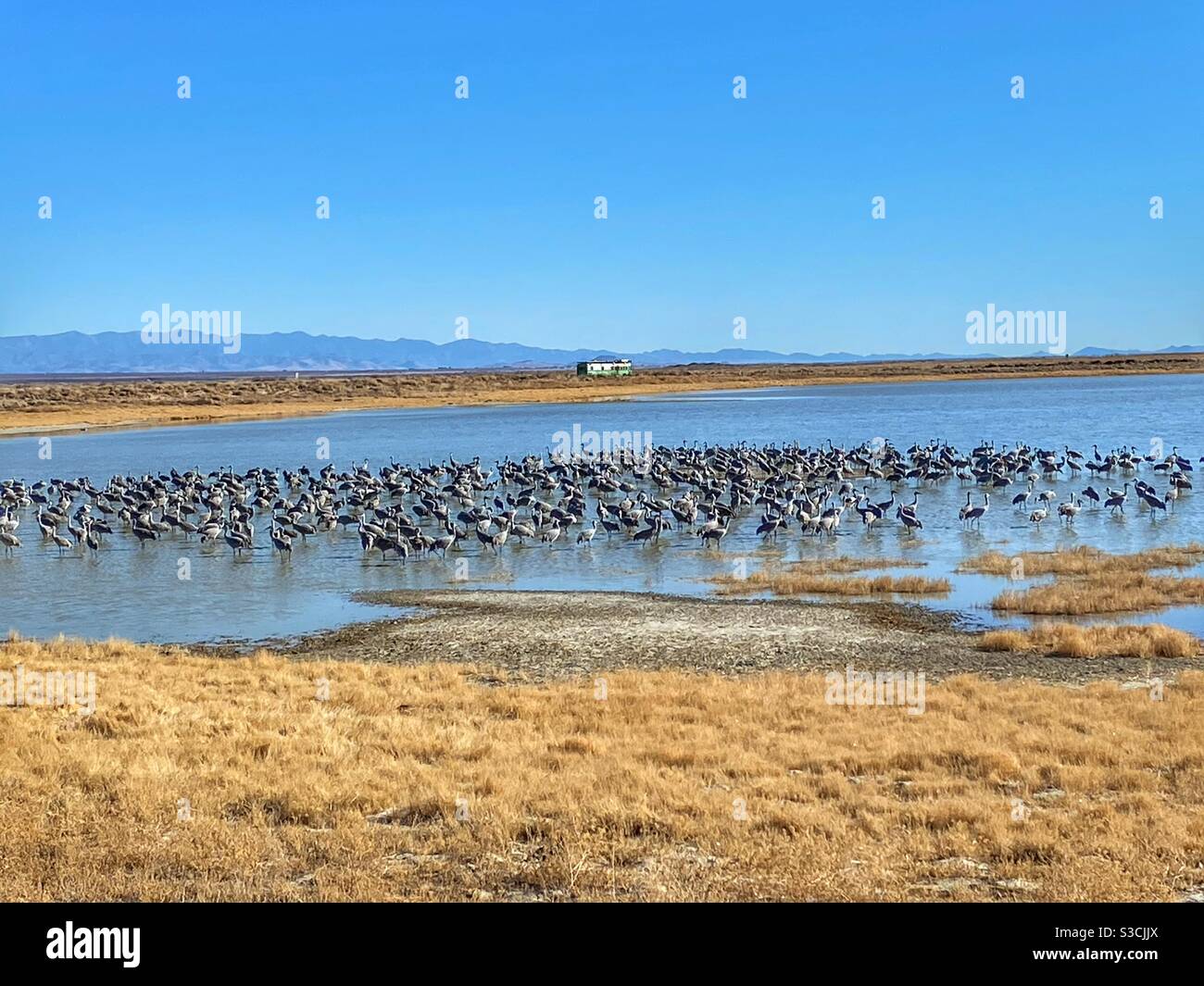 Gru di Sandhill su un lago in Willcox Arizona. - Immagine stock catturata con smartphone