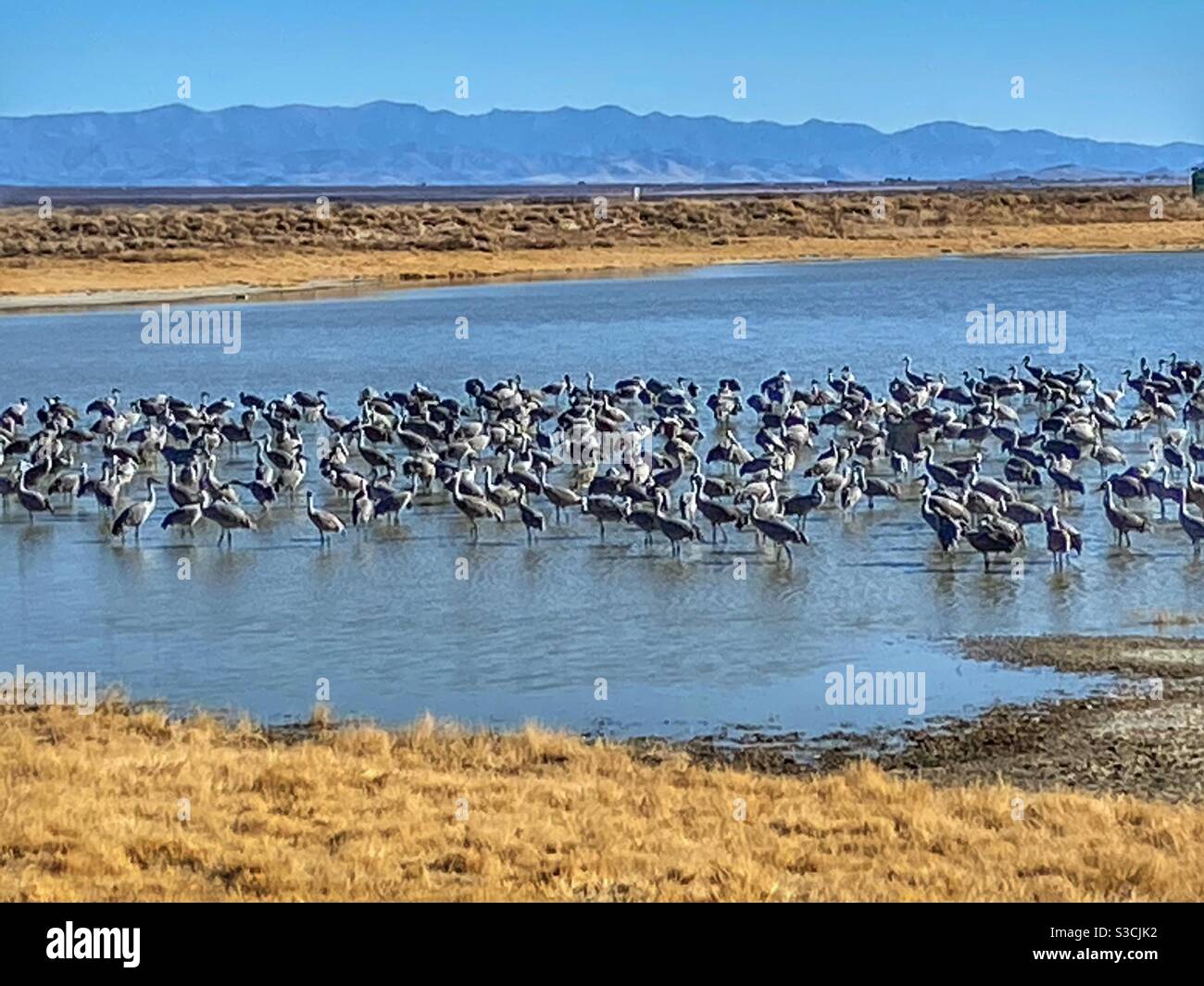Gru di Sandhill su un lago in Willcox Arizona - Immagine stock catturata con smartphone