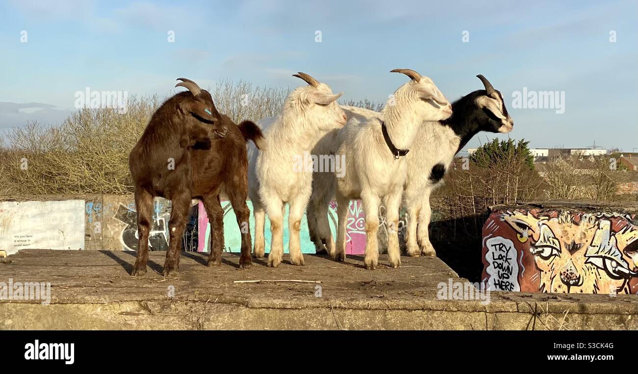 Streetgoat bristol - Immagine stock catturata con smartphone