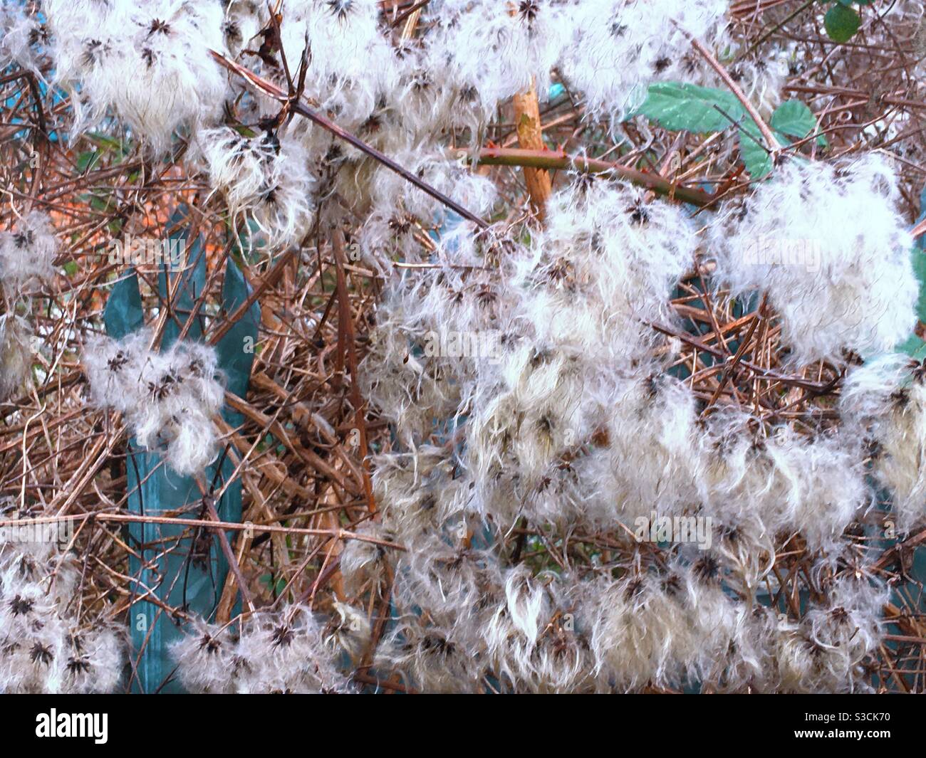 Soffici teste di semi bianchi di Clematis vitalba, conosciuta anche come barba di Old Man, che cresce in Inghilterra, Regno Unito in inverno Foto Stock