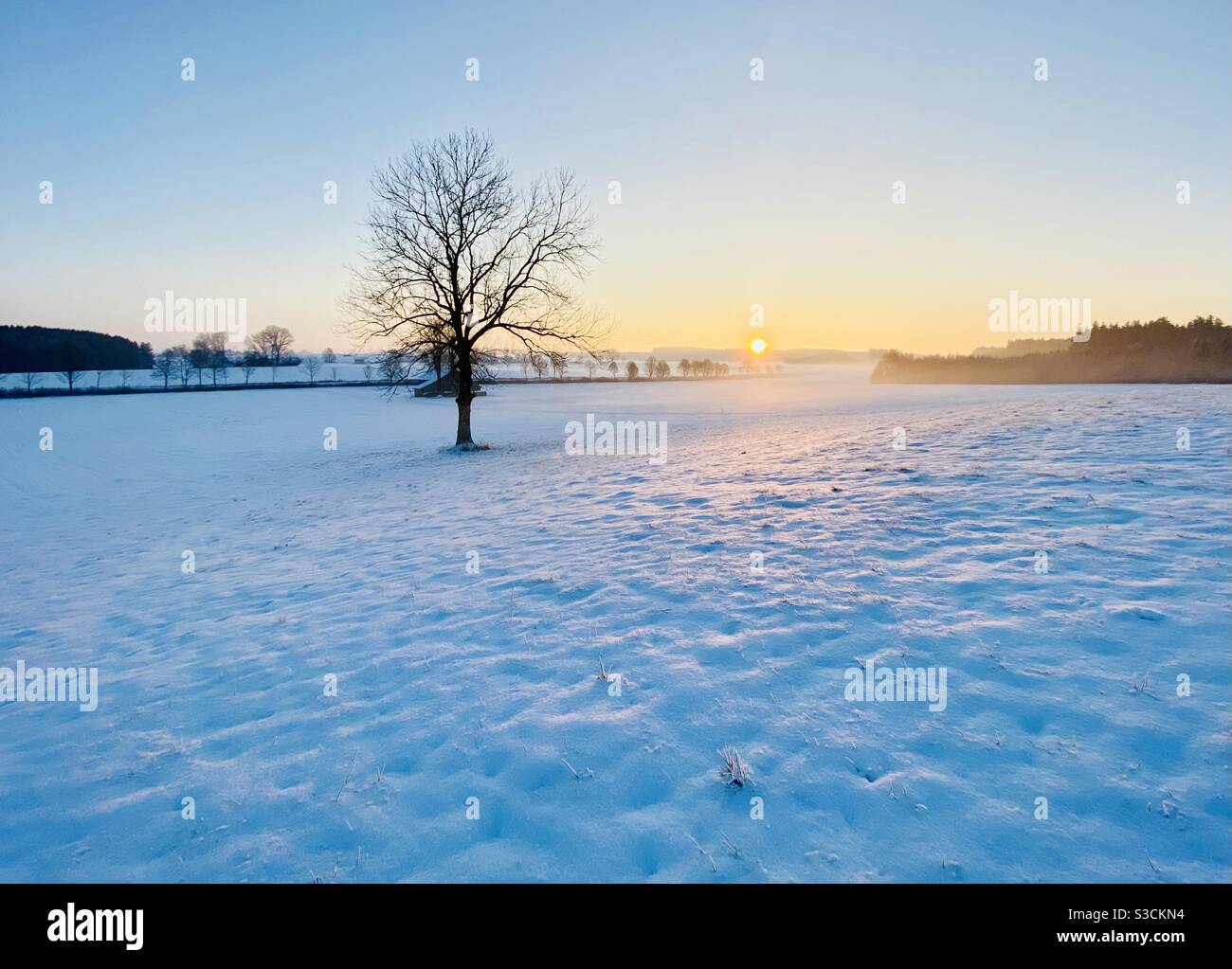 Alba invernale con un albero nudo nella neve Foto Stock