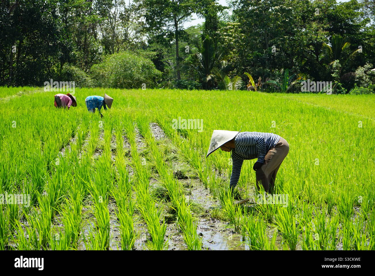 Donne che lavorano nei campi di riso a Bali Indonesia - Immagine stock catturata con smartphone