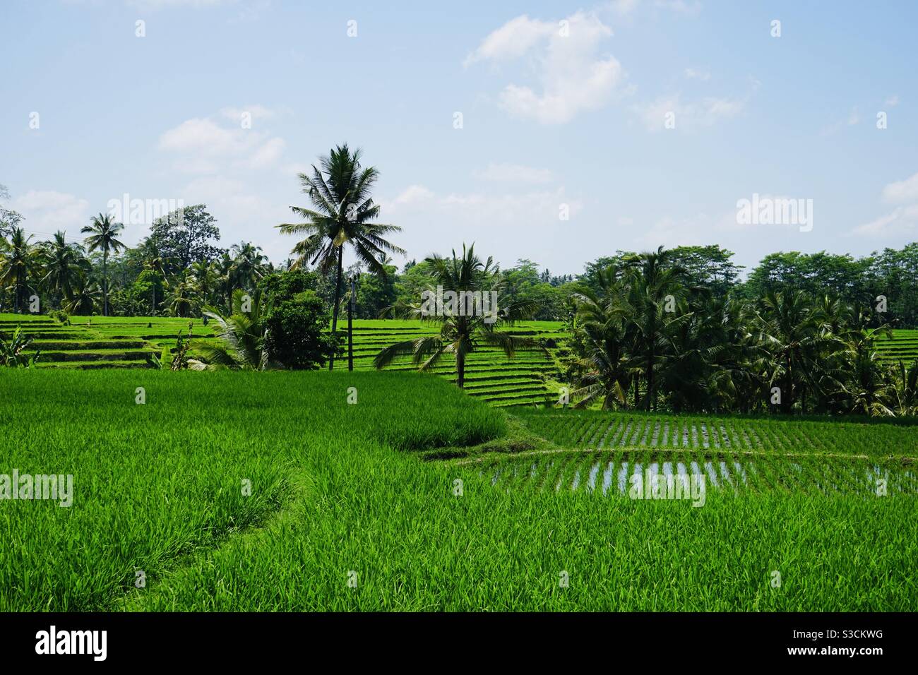 I campi di riso a Bali Indonesia - Immagine stock catturata con smartphone