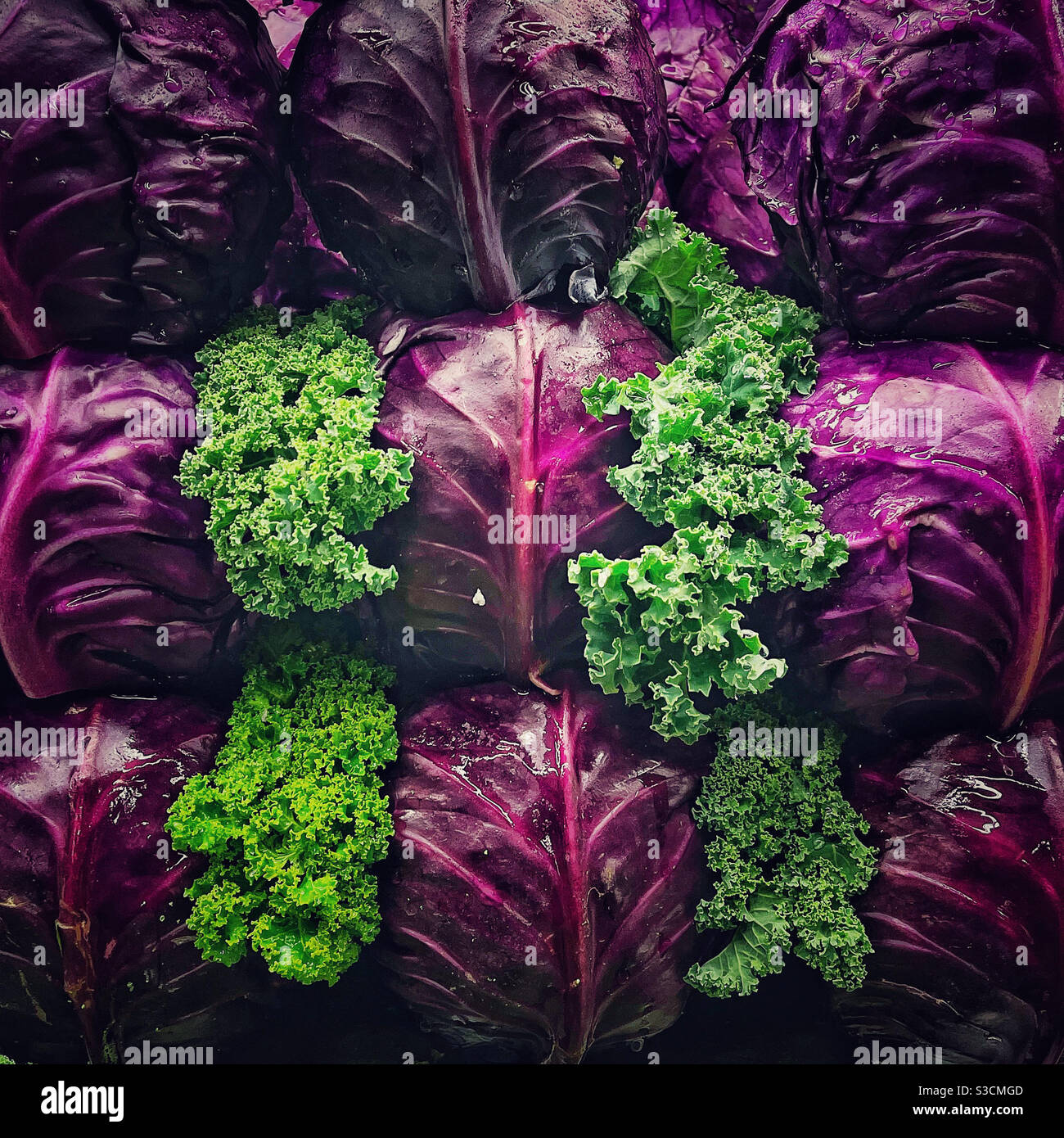 Kale e cavolo rosso in esposizione Foto Stock