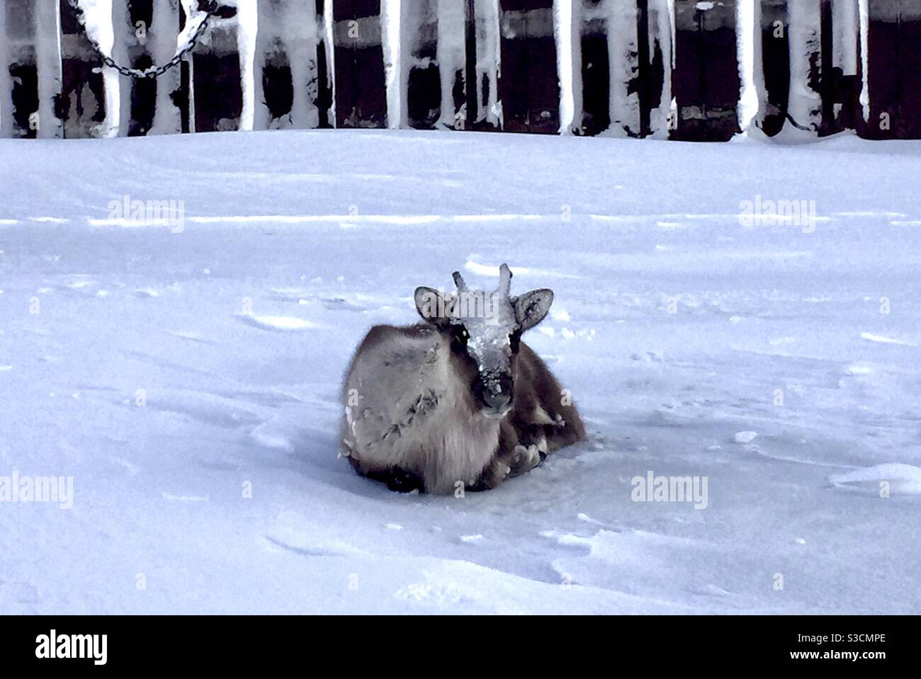 Caribou vitello perso dal pacchetto, riposando in cima al Kotzebue sound congelato, sul lungomare di Kotzebue, Alaska Foto Stock