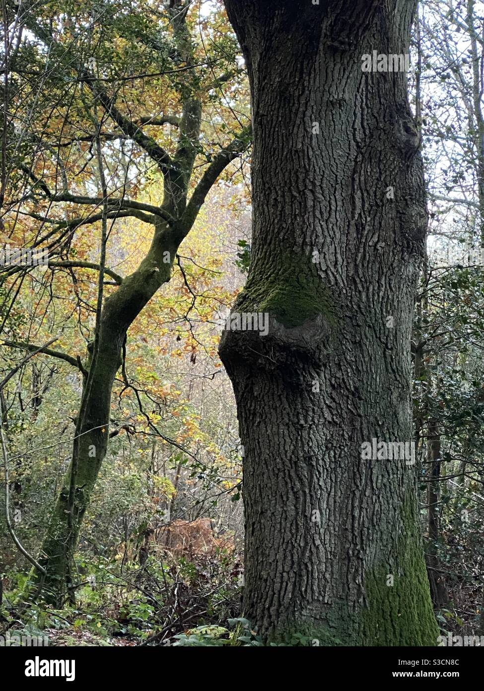 Alberi di bosco che confrontano alberi vecchi e nuovi in autunno. Antica area boschiva. Foto Stock