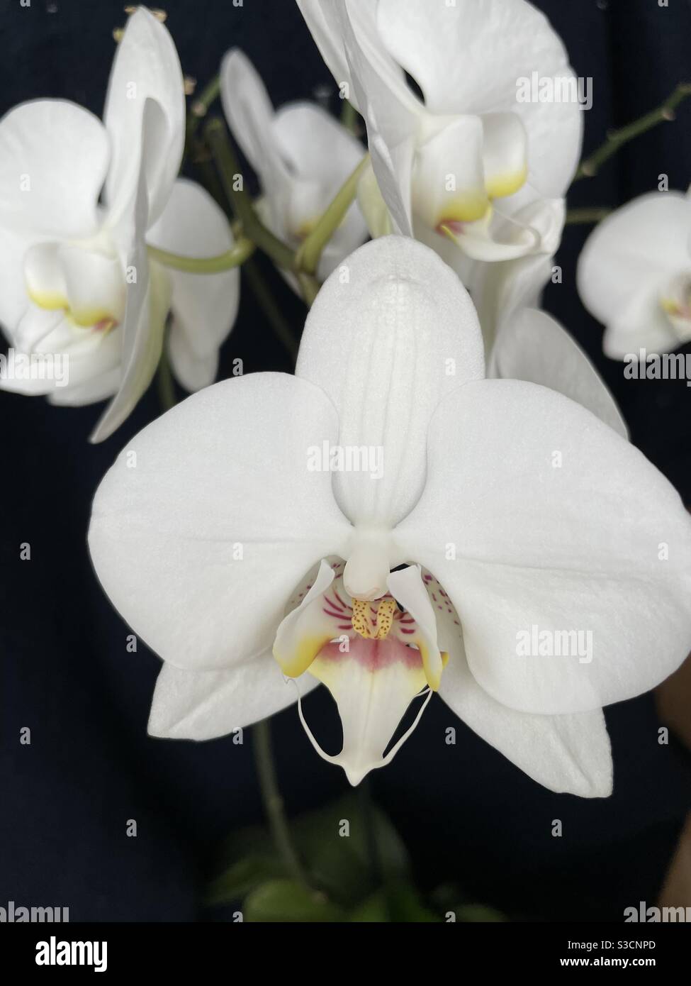 Bianco Phalenopsis orchidea Orquídea blanca Foto Stock