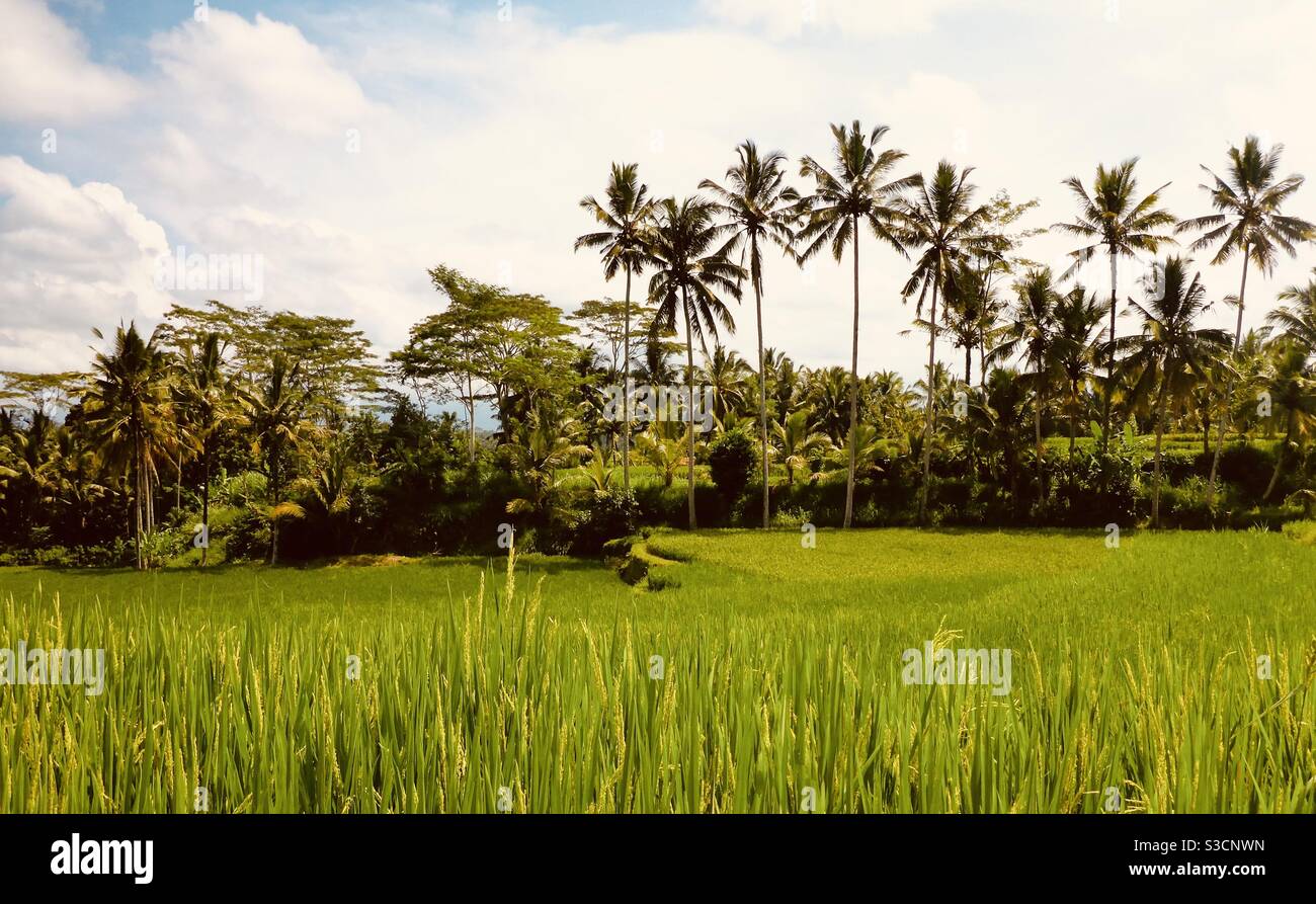 Affacciato sul campo di riso a Bali Indonesia - Immagine stock catturata con smartphone