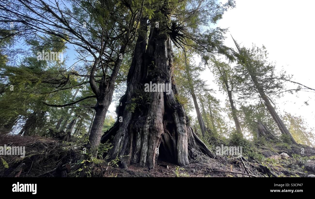 Vecchio albero di cedro a crescita Tofino BC Canada Foto Stock