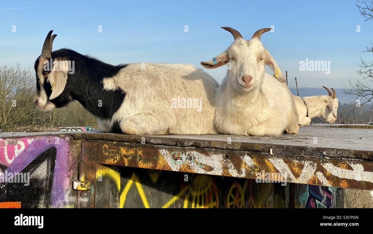 Streetgoat bristol - Immagine stock catturata con smartphone