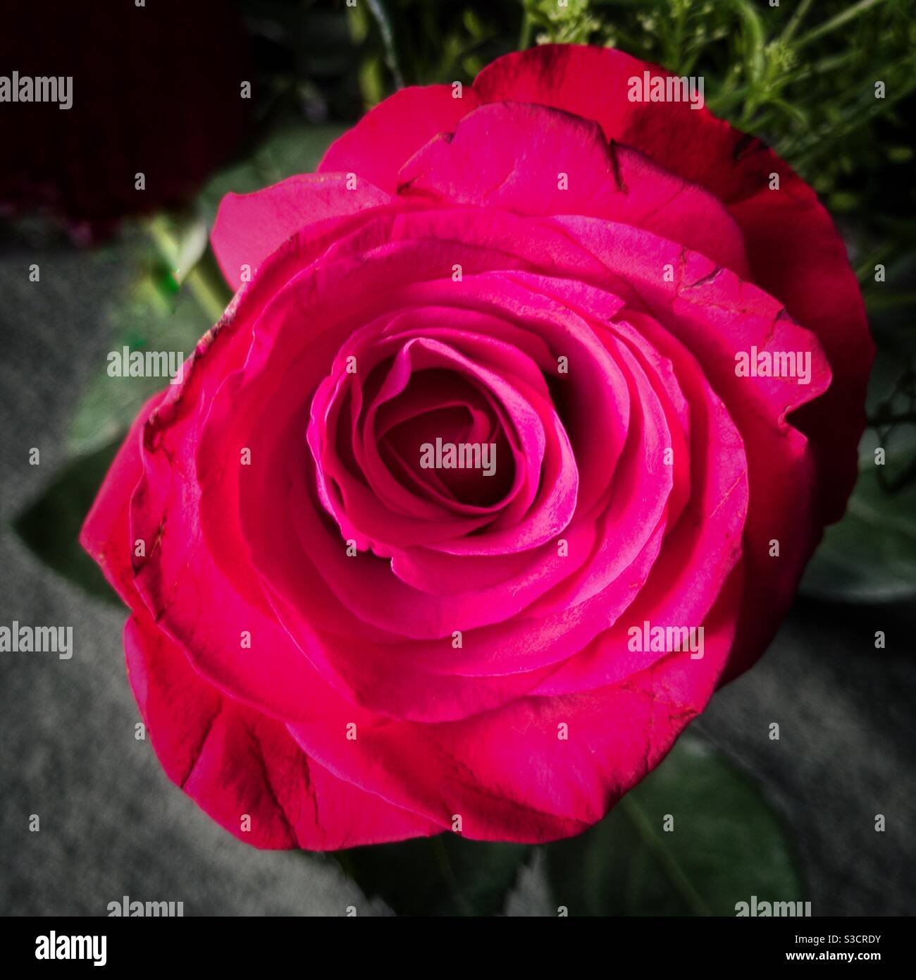 Rosa rosa. Foto Stock