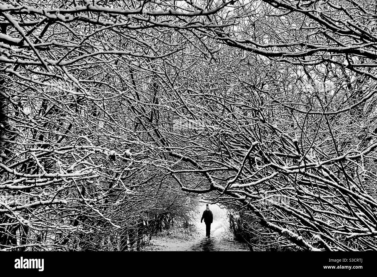 Donna che cammina sotto il tunnel di alberi innevati Foto Stock